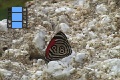 Scene 23_Diaethria marchalii feeding on rock salt